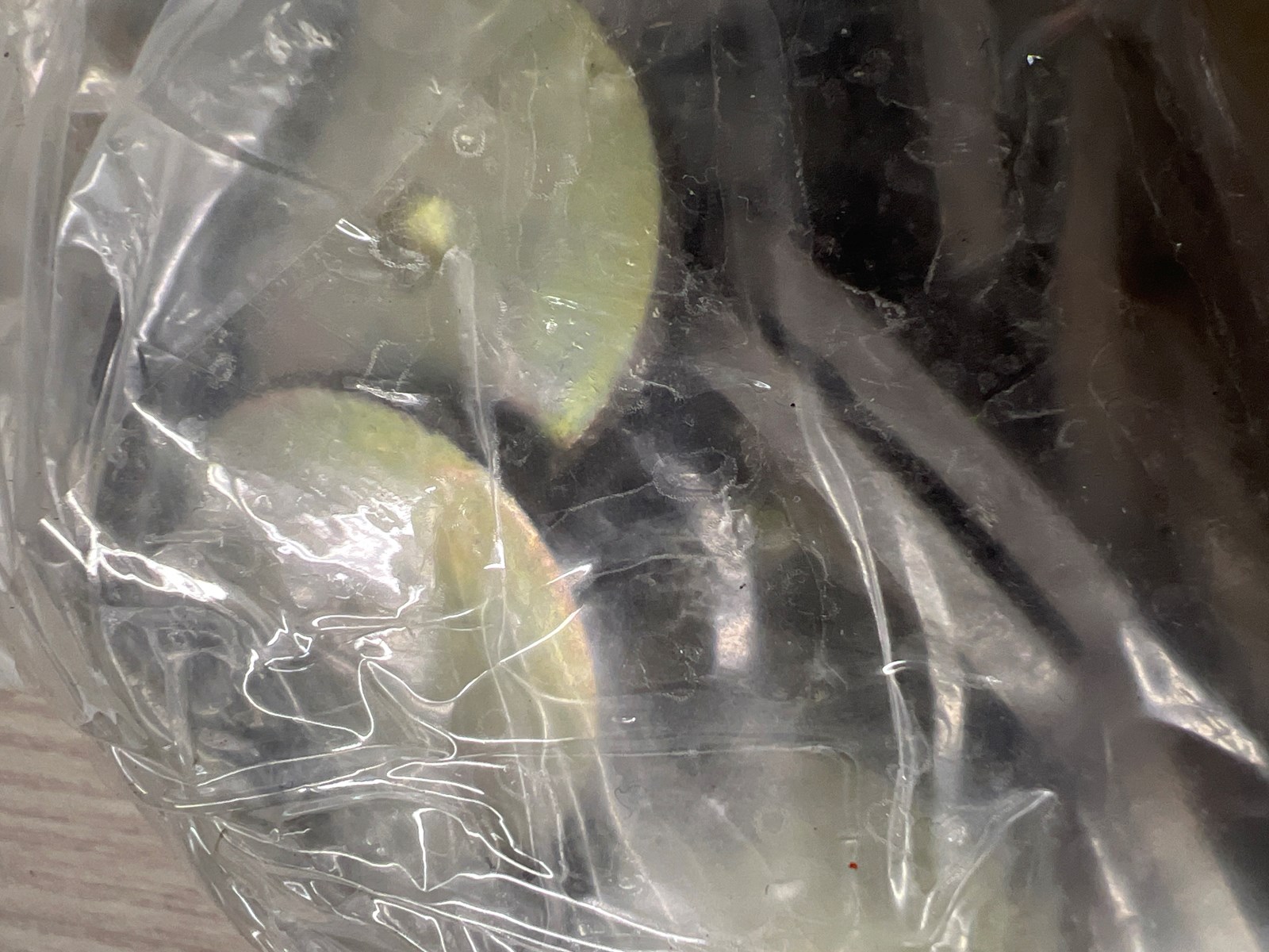 Stud Boy "Power Point Plus 1.187" 18 pak - Image 3